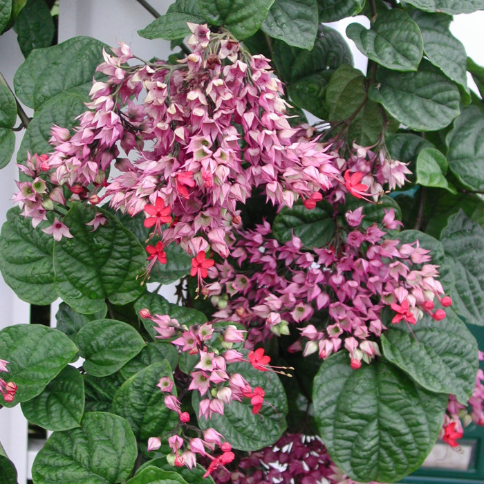 Clerodendrum bungei