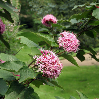 Clerodendrum bungei