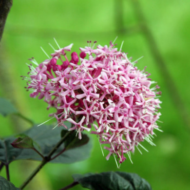 Clerodendrum bungei