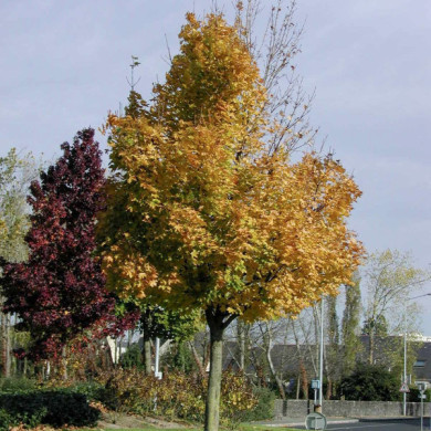 Acer platanoides