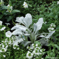 Senecio candidans Angel Wings 'senaw'