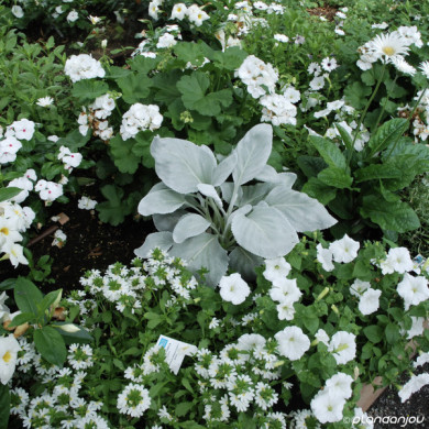 Senecio candidans Angel Wings 'senaw'
