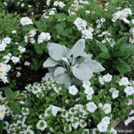Senecio candidans Angel Wings 'senaw'