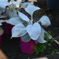Senecio candidans Angel Wings 'senaw'
