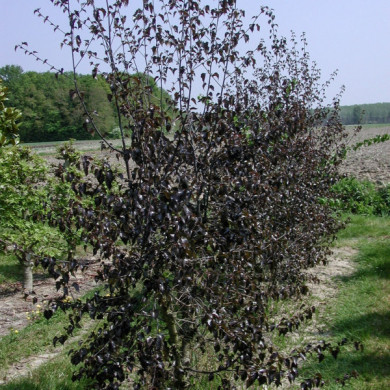 Betula pendula 'Purpurea'