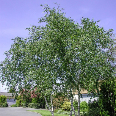 Betula pendula 'Purpurea'