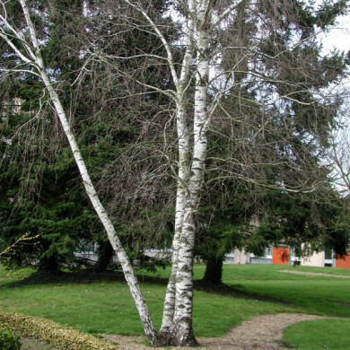 Betula pendula 'Purpurea'