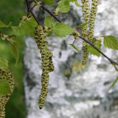 Betula pendula 'Purpurea'