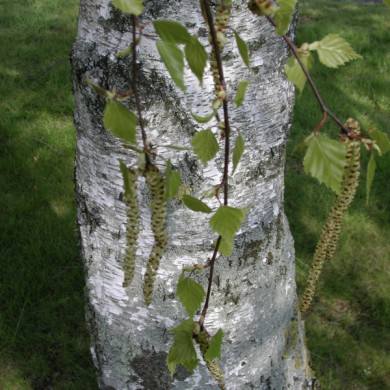 Betula pendula 'Purpurea'