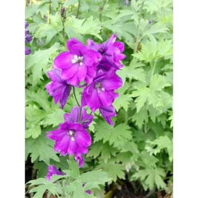 Delphinium 'King Arthur'