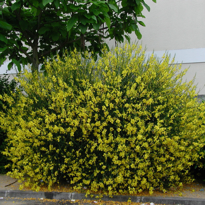 Spartium junceum