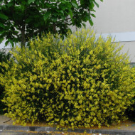 Spartium junceum