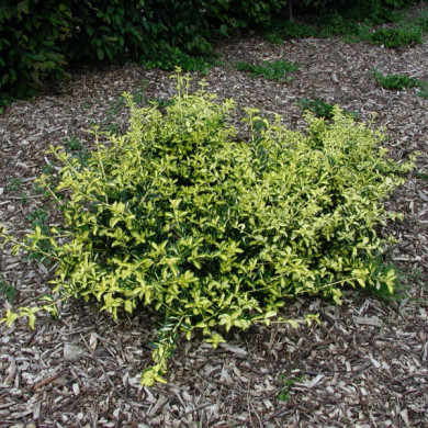 Euonymus fortunei 'Sunspot'