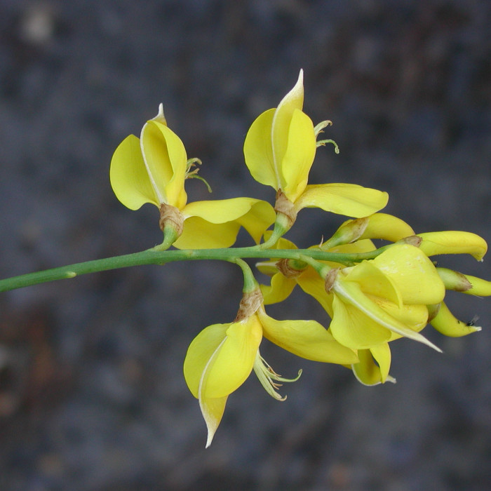 Spartium junceum