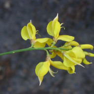 Spartium junceum