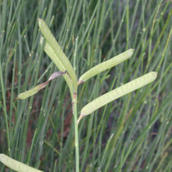 Spartium junceum