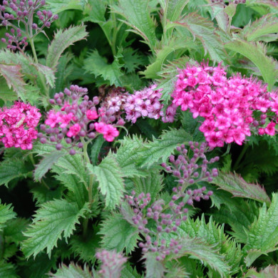 Spiraea japonica 'Crispa'