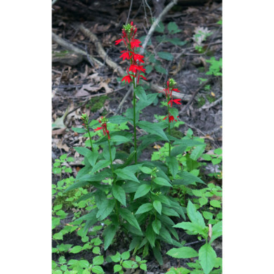 Lobelia cardinalis