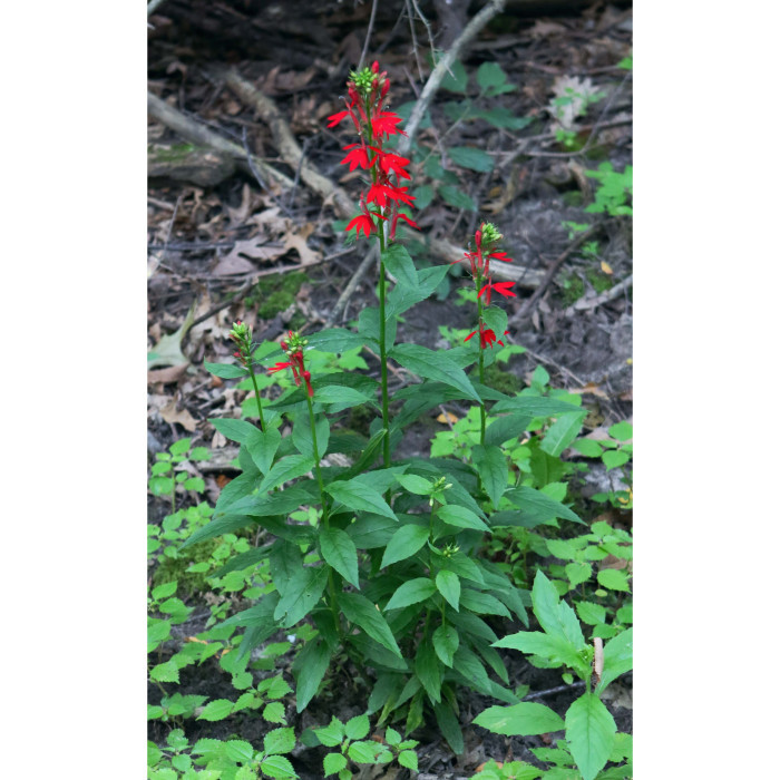 Lobelia cardinalis
