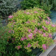 Spiraea japonica 'Golden Princess'