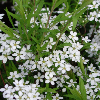 Spiraea thunbergii