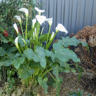 Zantedeschia aethiopica 'Himalaya'