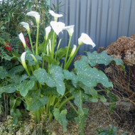 Zantedeschia aethiopica 'Himalaya'