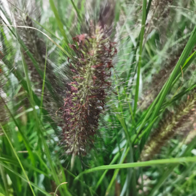 Pennisetum alopecuroides 'Red Head'