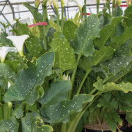 Zantedeschia aethiopica 'Himalaya'