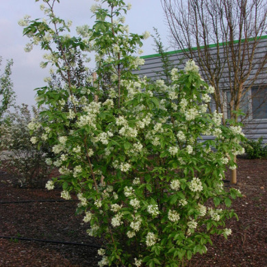 Staphylea colchica