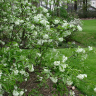 Staphylea colchica