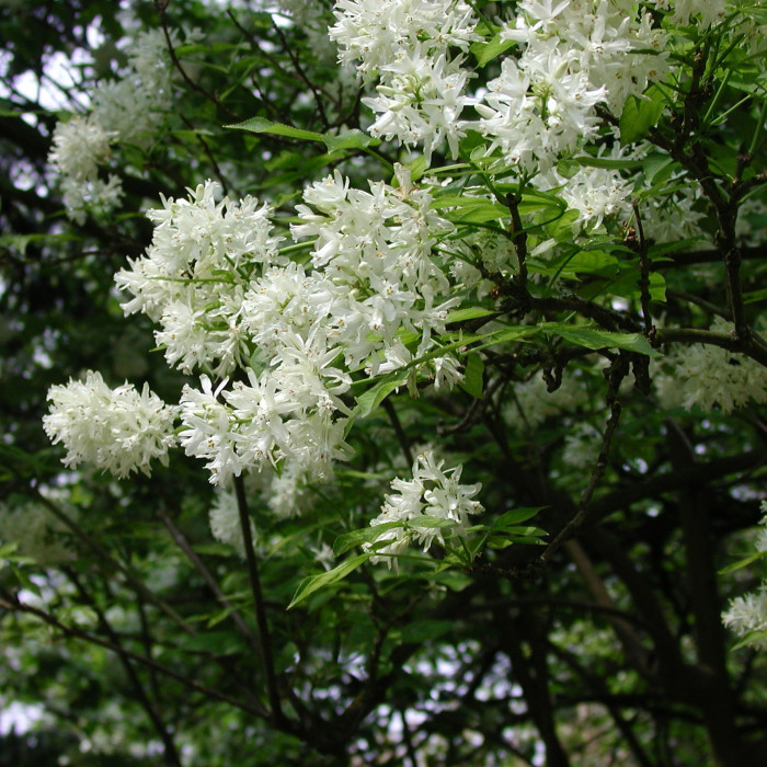 Staphylea colchica