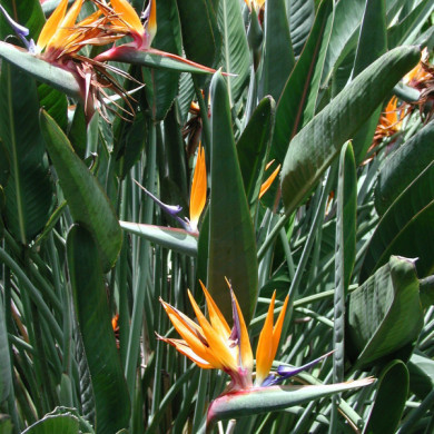 Strelitzia reginae