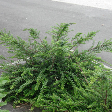 Lonicera pileata 'Moss Green'