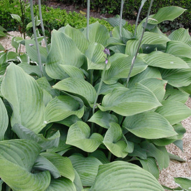 Hosta 'Krossa Regal'