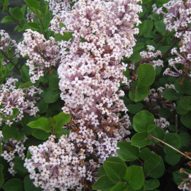 Syringa meyeri 'Palibin'