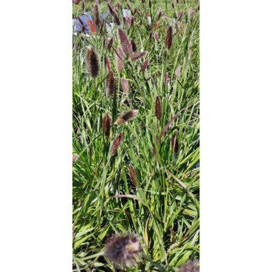 Pennisetum thunbergii 'Red Buttons'