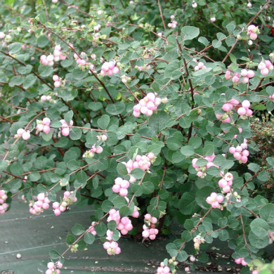 Symphoricarpos x doorenbosii 'Magic Berry'