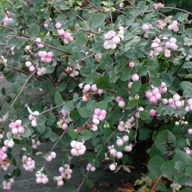 Symphoricarpos x doorenbosii 'Mother of Pearl'