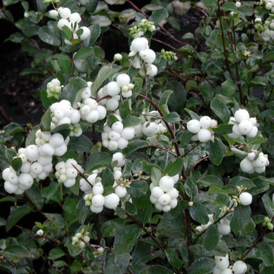 Symphoricarpos x doorenbosii 'White Hedge'