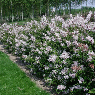 Syringa microphylla 'Superba'