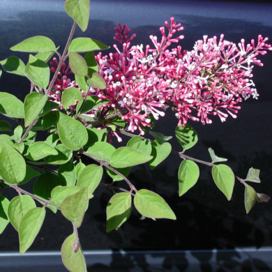 Syringa microphylla 'Superba'