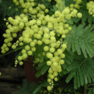 Acacia dealbata