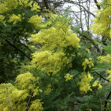 Acacia dealbata
