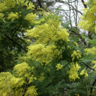 Acacia dealbata