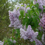 Syringa vulgaris 'Belle de Nancy'
