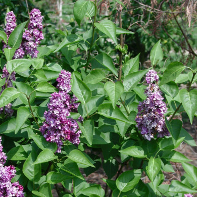 Syringa vulgaris 'Charles Joly'