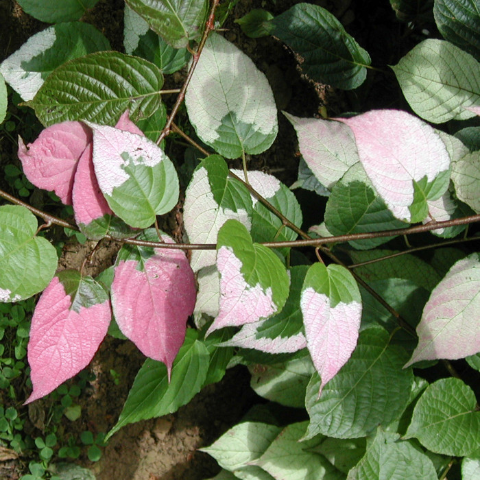 Actinidia kolomikta