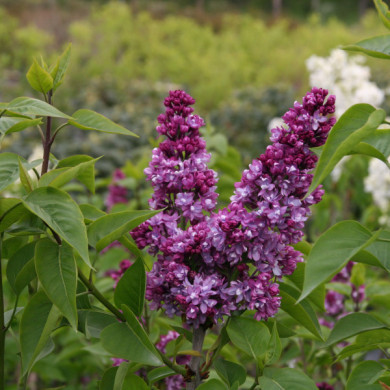 Syringa vulgaris 'Charles Joly'