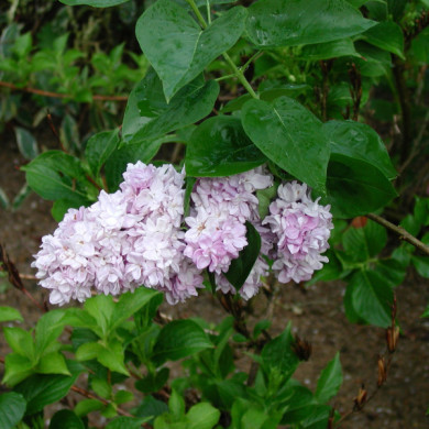 Syringa vulgaris 'Katherine Havemeyer'